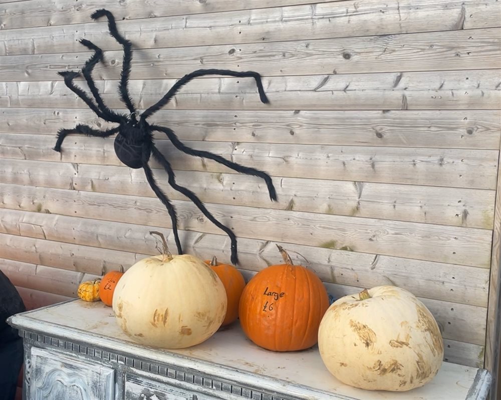 Shelf with various size pumpkins with spider halloween decoration on the wall behind