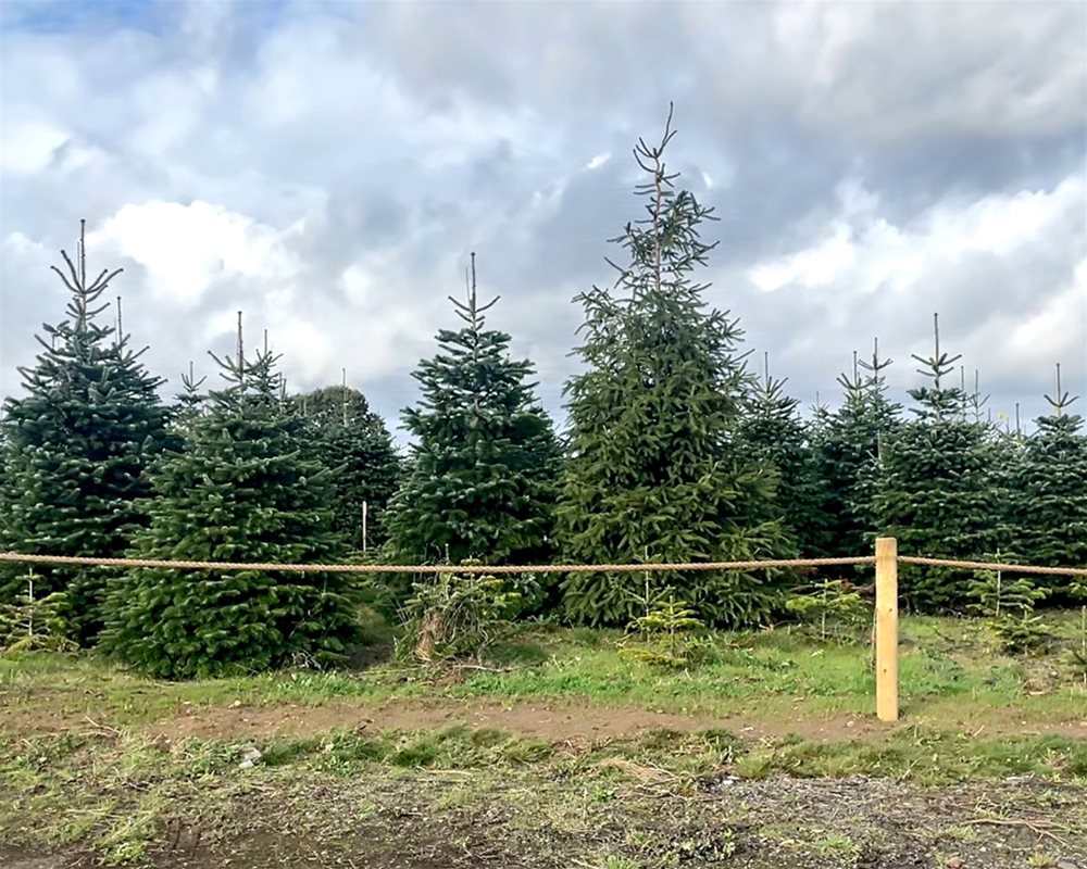 Field showing Christmas trees growing